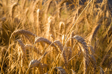 Barley background