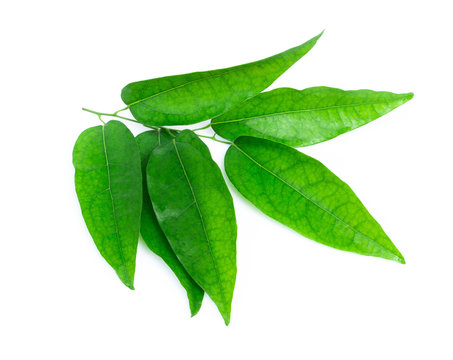 Branch of Tiliacora triandra leaf isolated on white background, herb and medical concept