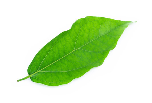 Green Tiliacora triandra leaf isolated on white background, herb and medical concept