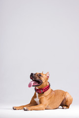 Obraz premium Red dog on white