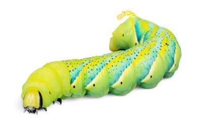 Caterpillar