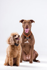 Poodle with pitbull