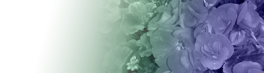 flowers © neurostructure
