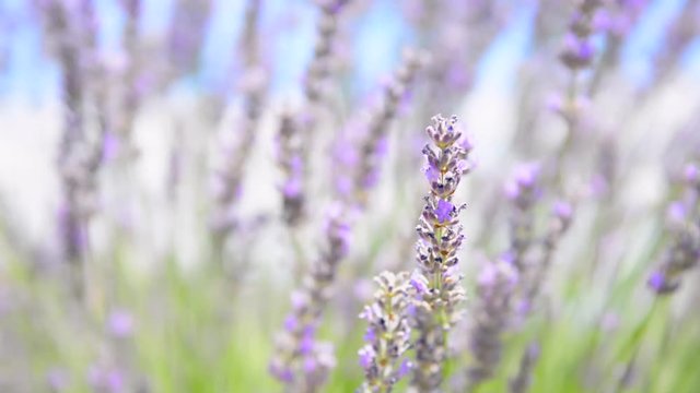 Doğal Lavanta &Ccedil;i&ccedil;eği