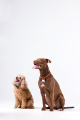 Poodle with pitbull