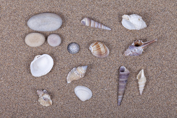 Fototapeta na wymiar Beach sand with seashells on top