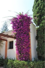 Fototapeta premium Columna floral