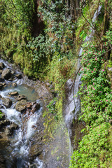 Obraz premium Scenic Rainforest Stream on Maui