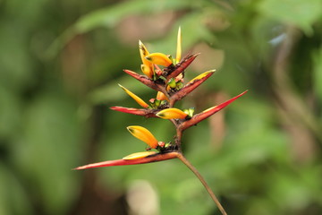 Orchid