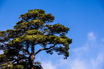 Green tree against blue sky with copy space