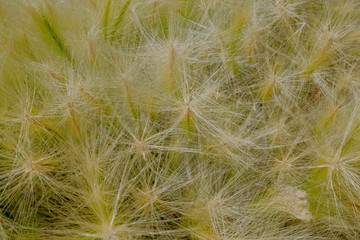 Feather grass in summer in the steppe
