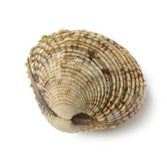  Fresh raw warty venus clam