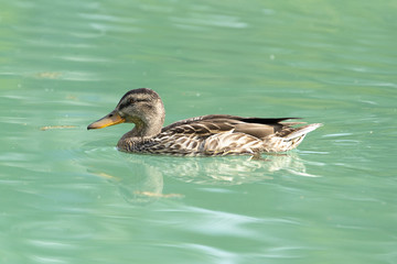Ente im See