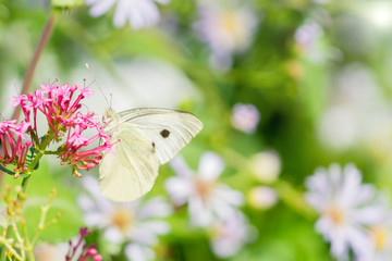 Weißer Kohlweißling Schmetterling beim bestäuben einer Blume 