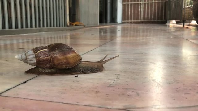 The big snail moving slowly on mable ground floor