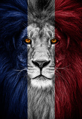 Portrait of a Beautiful lion, faceart and patriotism concept. Portrait of a leader. king. Portrait of a lion with a projection of the flag of the France. Patriot of his country
