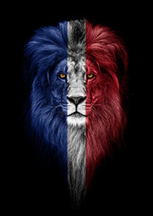 Portrait of a Beautiful lion, faceart and patriotism concept. Portrait of a leader. king. Portrait of a lion with a projection of the flag of the France. Patriot of his country