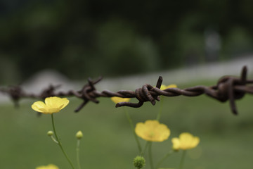 barbwire soft focus