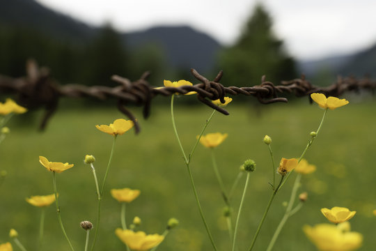 Barbwire Soft Focus