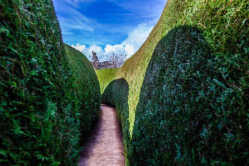 Narrow path in a green maze under blue sky