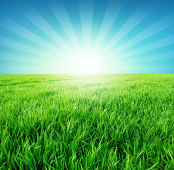 Green field and sun in blue sky
