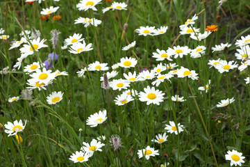 Fototapeta premium close up on a flowered daisy meadow