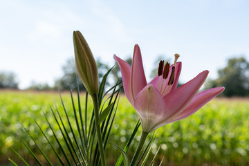 Grusskarte lilie vor schönem Hintergrund © Tobias