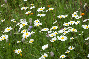 close up on a flowered daisy meadow