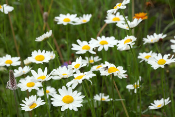 Fototapeta premium close up on a flowered daisy meadow