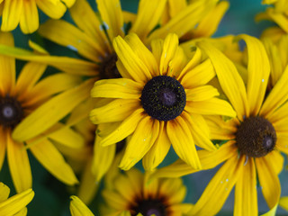 Yellow flowers Rudbeckia  in the garden. Yellow flower background.