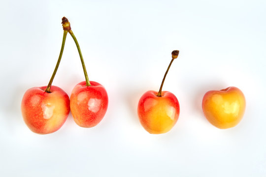Ripe cherries isolated on white. Studio shot of four cherries with stalks. Summer fruits refreshment.