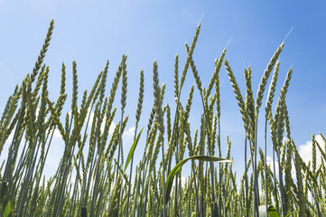Fototapeta premium Wheat field on a nice summer day