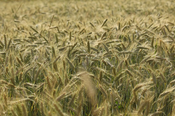 close up on a ripe wheat field