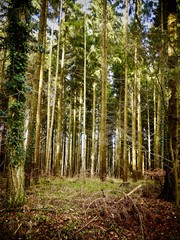 Sonnenstrahlen