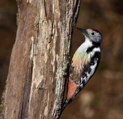 Specht; Mittelspecht; Middle Spotted Woodpecker; Leiopicus medius