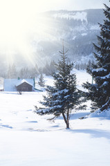 Majestic white spruces glowing by sunlight on the snowy mountain top in winter