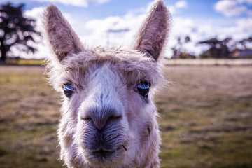 Closeup portrait of alpaca looking straight into the camera