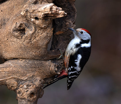 Specht; Mittelspecht; Middle Spotted Woodpecker; Leiopicus medius