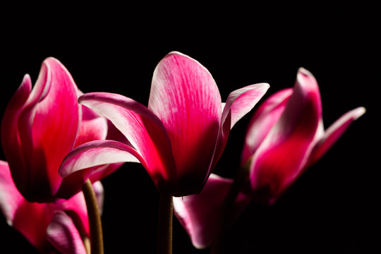 Red cyclamens on black background