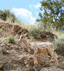 Wild Mountain Goat