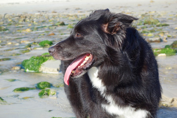 Border Collie am Strand