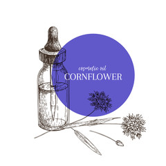 Hand drawn set of essential oils. Vector cornflower flower. Medicinal herb with glass dropper bottle. Engraved art. Good for cosmetics, medicine, treating, aromatherapy, package design health care.