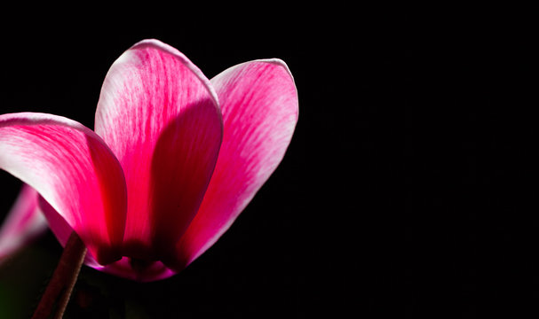 Red flower on black with copy space
