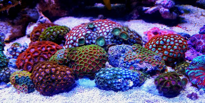 Zoanthus polyps in coral reef aquarium tank