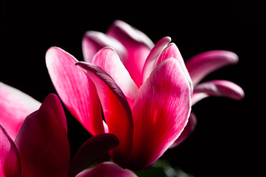 Red flower extreme closeup on black background