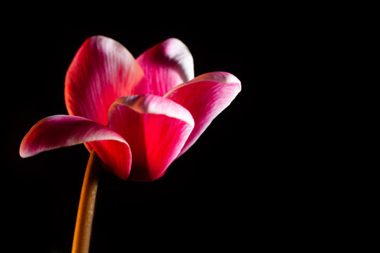 Beautiful red flower isolated on black with copy space