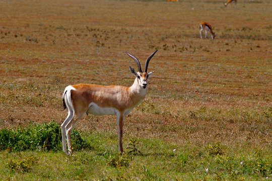 gazzella di grant gazela granti savana pianure africane 
