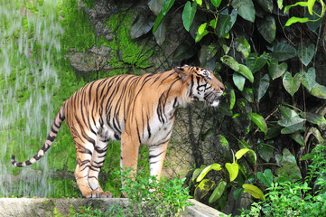 Fototapeta na wymiar Bengal tiger in waterfall