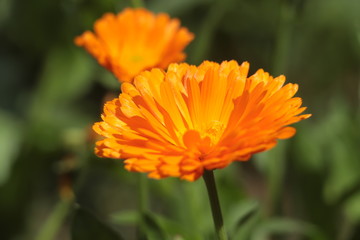 flower, nature, green, flowers, plant, garden, spring, summer, red, pink, field, flora, beauty, blossom, floral, bloom, beautiful, tulip, poppy, purple, natural, orange, color, yellow, bud