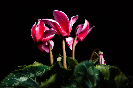 Bouquet of red flowers glowing on black